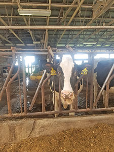 Fillmore County Journal - Fillmore County Dairy Night on the Farm 2020 