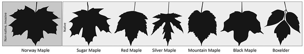 Norway Maple Leaf