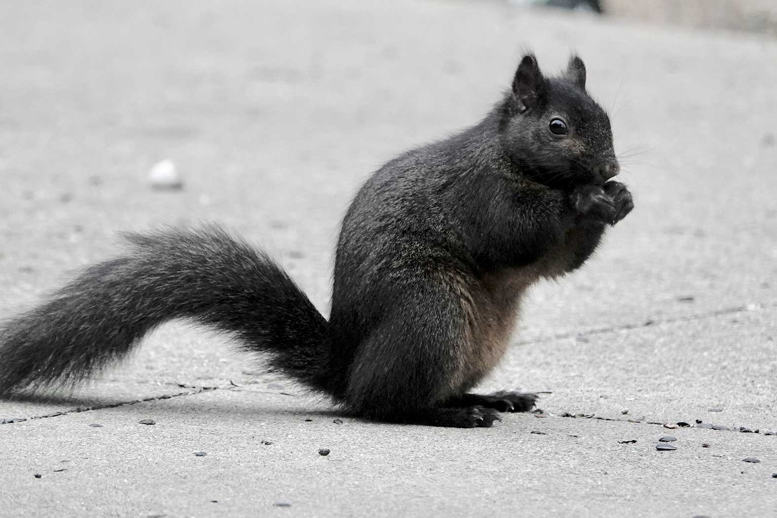 Squirrel Photo-Al Batt