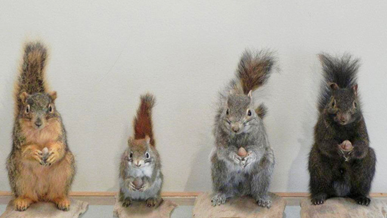 Line Up of Minnesota Squirrels