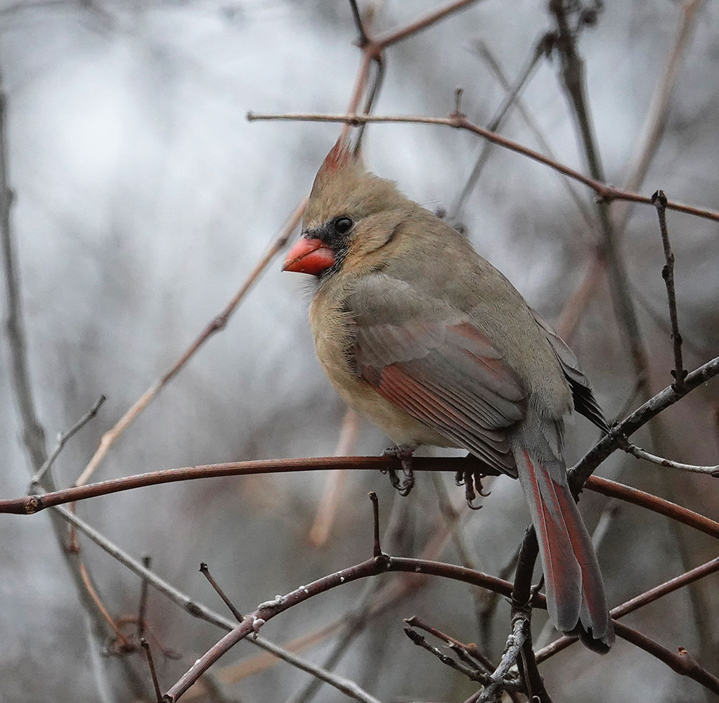 Al Batt Cardinal Picture