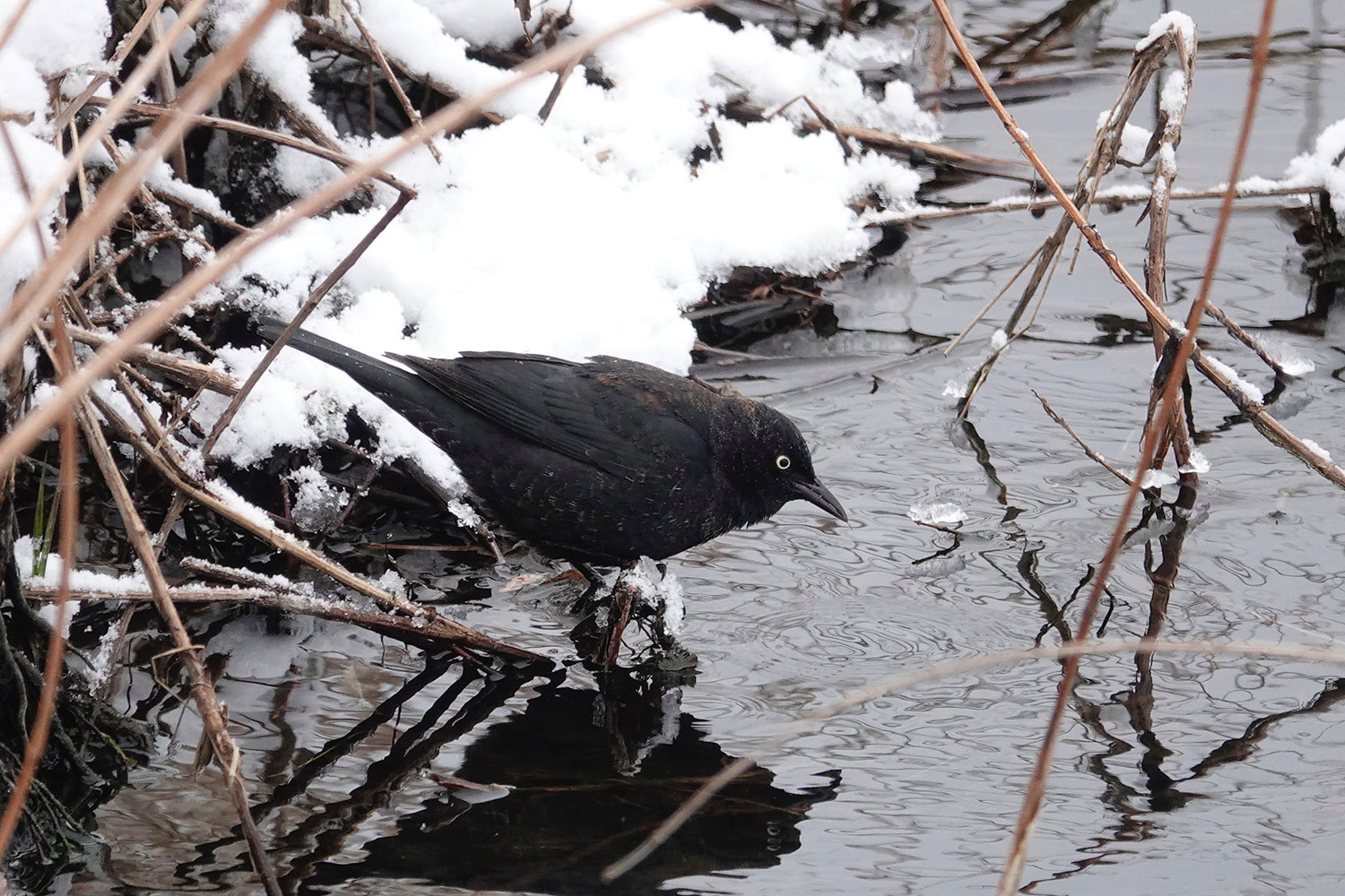 Rusty blackbird