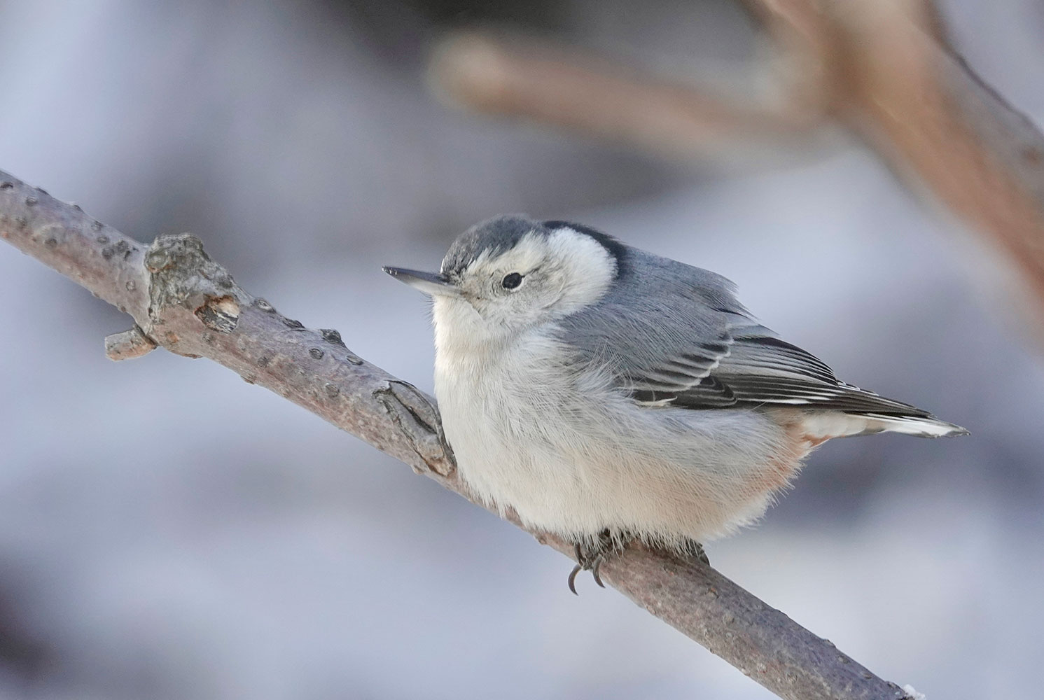 White-breasted nuthatch