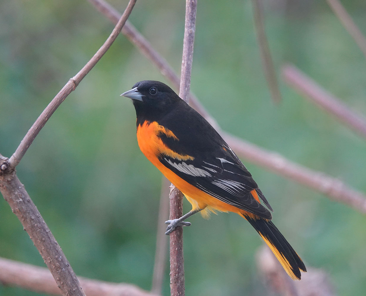 Oriole