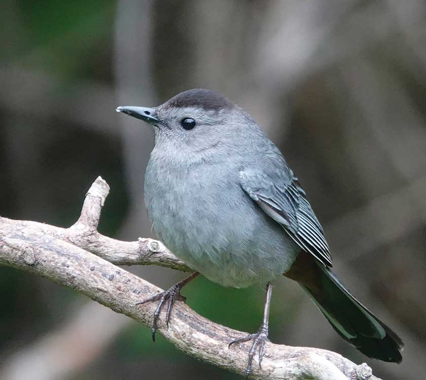 Gray Catbird