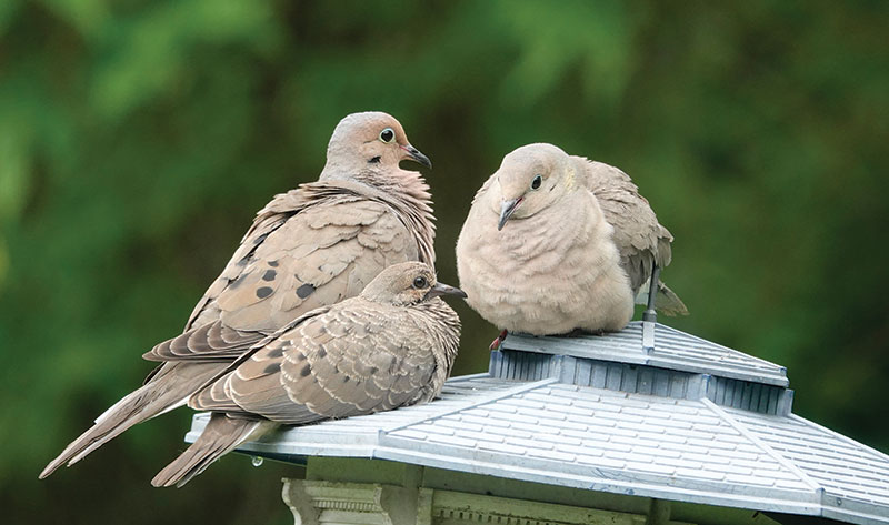 Mourning Bird