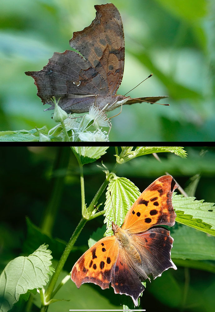 Question Mark Butterfly