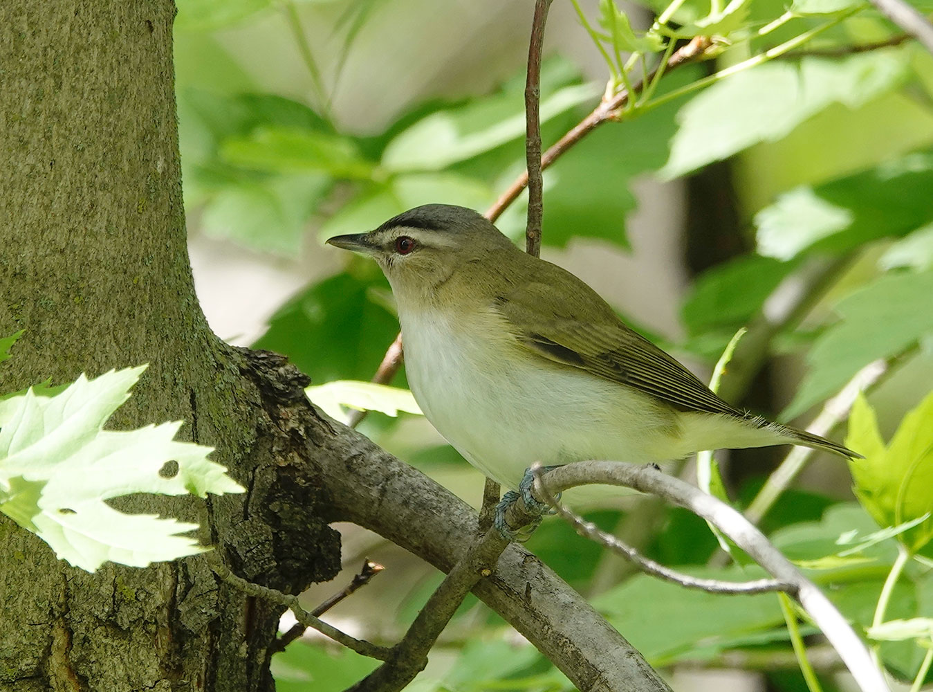 Red Eyed Vireo