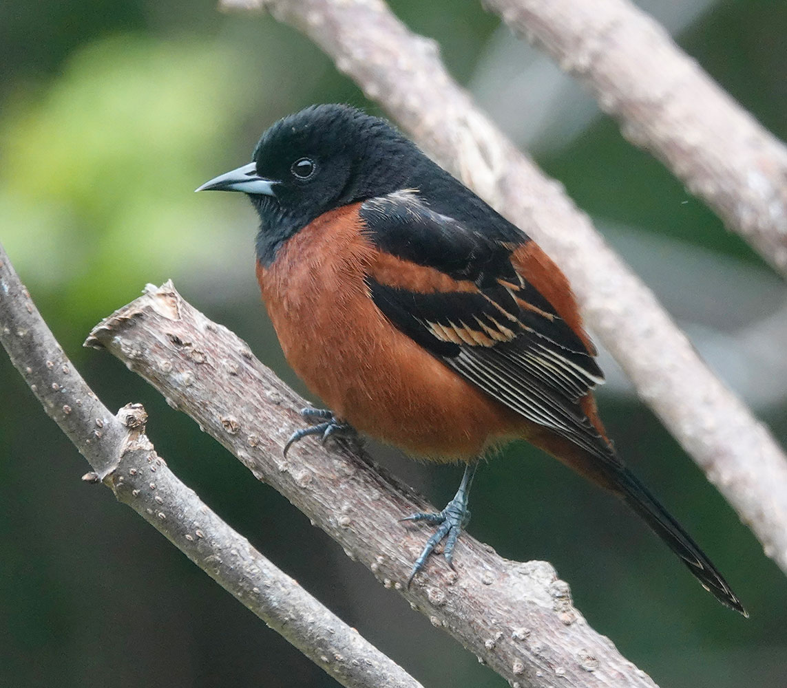 Adult Male Orchard Oriole