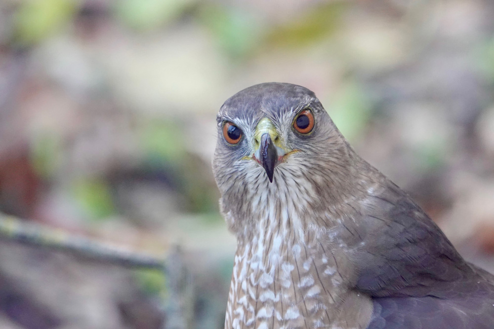 I get many reports of this raptor hunting the bird feeders. This is an adult Cooper’s hawk. Adults are blue-gray above with pale barring below, and have orange to red eyes. Immature Cooper’s hawks have brown backs with brown streaks on the breasts, and have yellow eyes.Photo by Al Batt