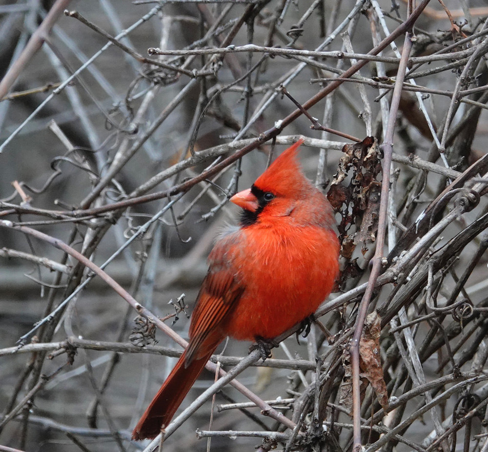 When you see a cardinal, it might take your breath away. A cardinal is said to bring hope or good luck. When you see a cardinal, it tells you that an angel is near. When you see a cardinal, it means you have just received a Christmas card.Photo by Al Batt