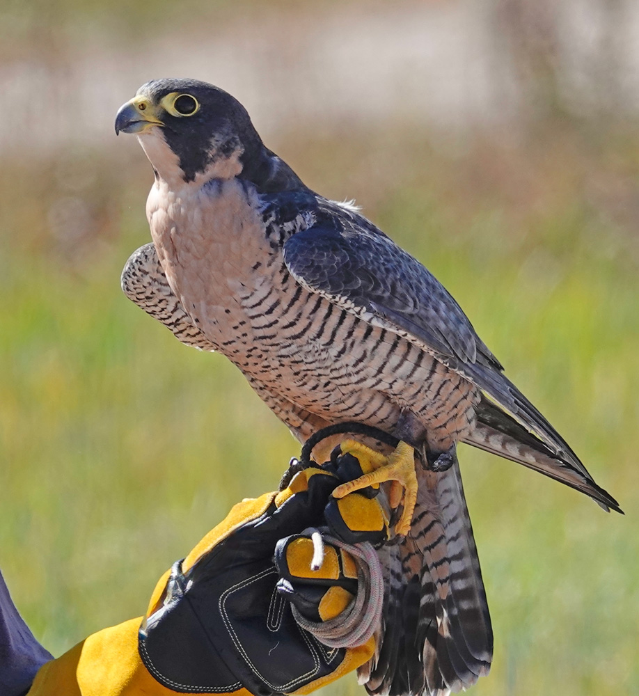 This peregrine falcon has a second job as an education bird. It’s a teacher whose first job is being a peregrine falcon, which may reach speeds of 200 mph during a hunting stoop. The name derives from “falco peregrinus”—”pilgrim falcon” in Medieval Latin