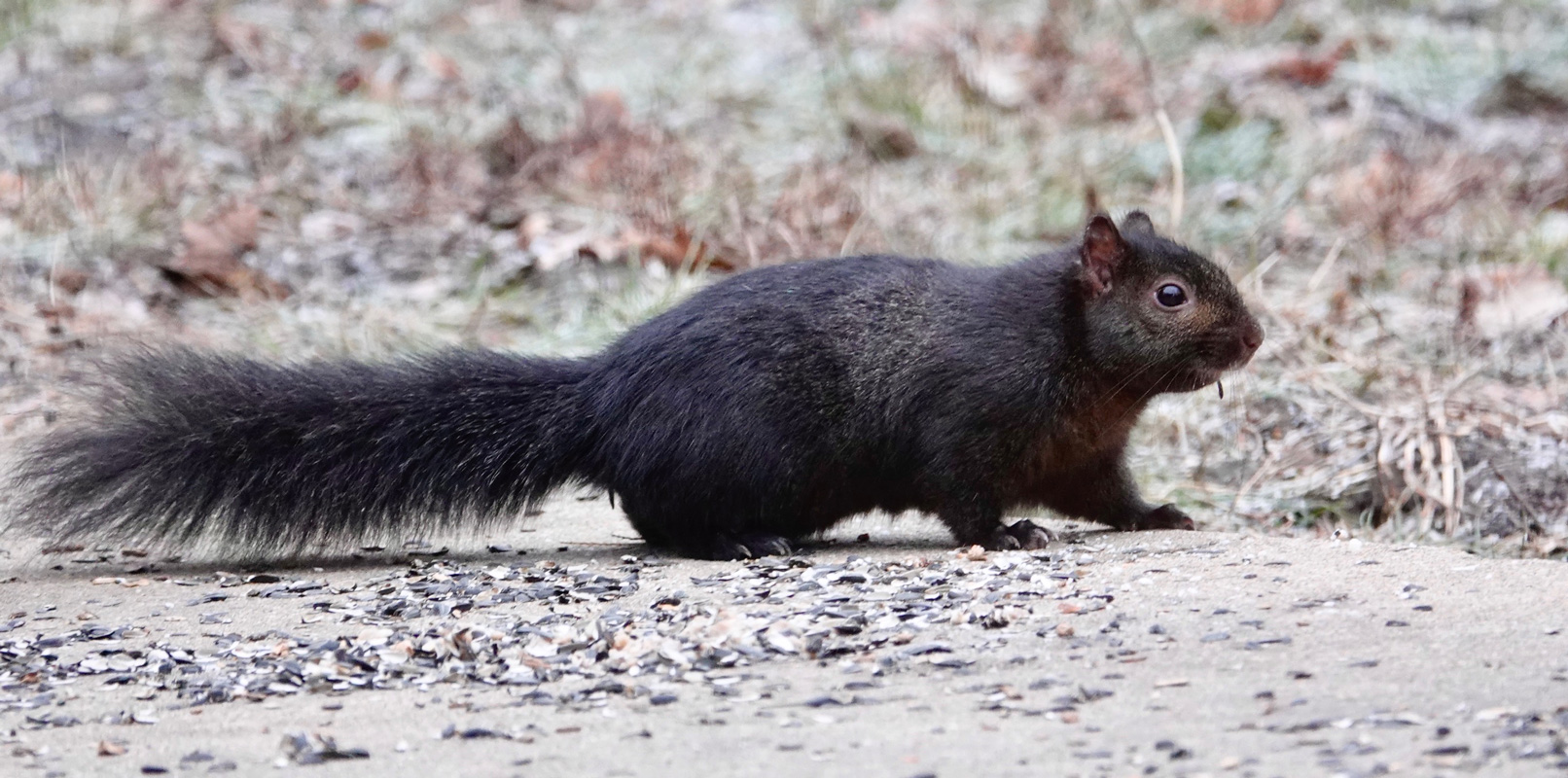 This black squirrel is an eastern gray squirrel. The black color in gray squirrels is called melanism. Some scientists have surmised that black squirrels thrive where it’s colder because their dark fur absorbs more heat from the sunlight, giving them an increased tolerance for the cold. Photo by Al Batt