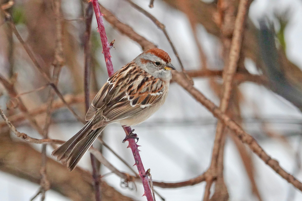 The American tree sparrow is sometimes called a “winter chippy” because it has a rusty cap like the chipping sparrows that nest in Minnesota. American tree sparrows forage and nest on the ground, breeding at or above the treeline, migrating down to balmy Minnesota in late autumn.Photo by Al Batt