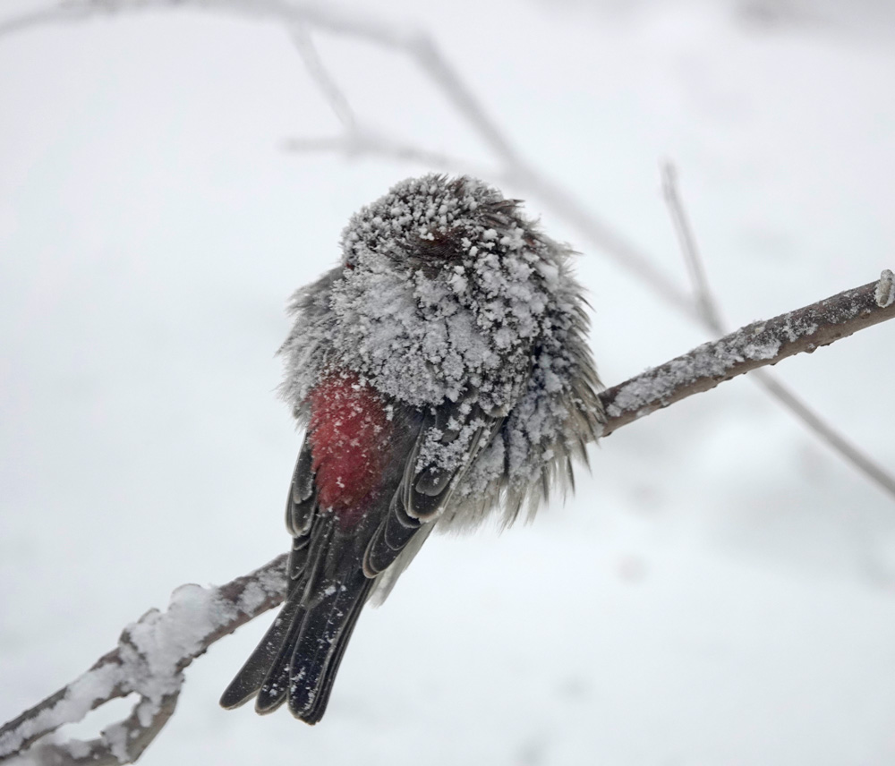 How do birds survive winter? They fluff up their feathers, trapping warm air between the feathers to create insulation. Birds could seek shelter in cavities, under the eaves of houses, on the protected sides of trees or in brush piles. Some eat more high-fat food to maintain their metabolism or lower their body temperature to save energy.