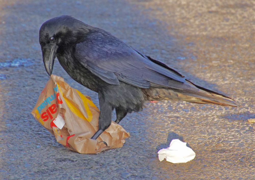 Common ravens are members of the Corvidae family, which in Minnesota includes the American crow, blue jay, Canada jay and black-billed magpie. Ravens are permanent residents in northern forested areas. This common raven enjoyed visiting a McDonald’s in Juneau, Alaska.Photo by Al Batt