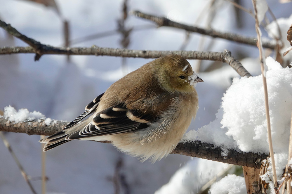 An American goldfinch wearing its winter disguise. The drab plumage didn’t prevent the finch from being hit in the face with a tiny snowball, likely thrown by a blue jay.Photo by Al Batt