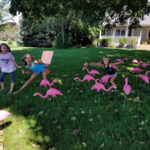 Fillmore County Journal - Flamingos flock Fillmore County