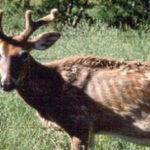 Fillmore County Journal - DNR - Chronic Wasting Disease