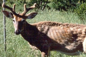 Fillmore County Journal - DNR - Chronic Wasting Disease