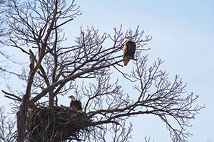 Fillmore County Journal