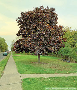 Norway Maple Tree