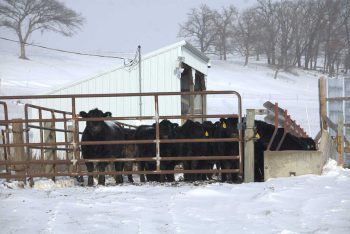 Cows on Sass family farm