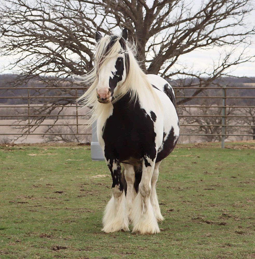 Gypsy Horses Capture Hearts at Dusty Trail Ranch