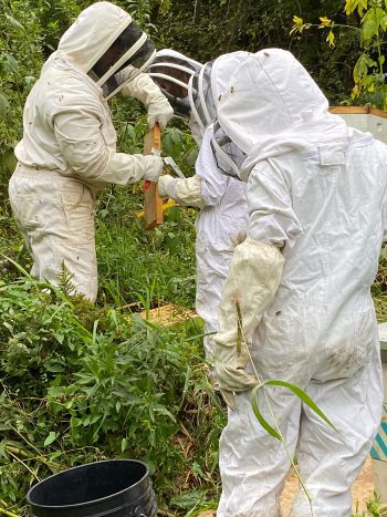 The family removing honey