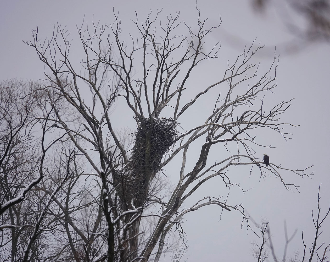 Bald Eagle Al Batt