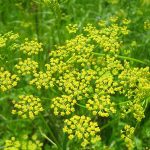 Wild Parsnip