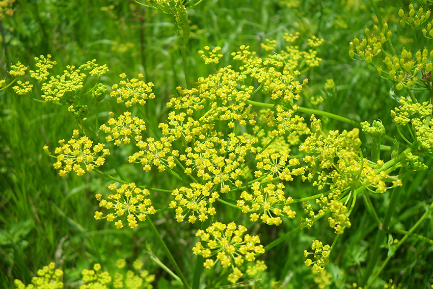 Wild Parsnip Warning