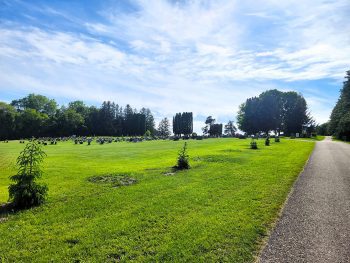 Line of Pines at the Lanesboro Cemetery