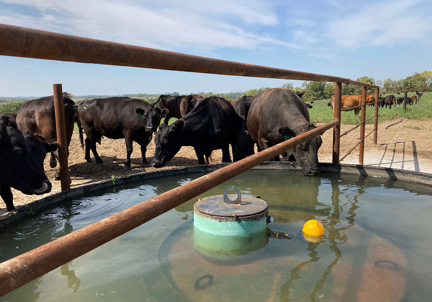 Cattle drink from a 1,300-gallon tire tank on 70 acres of rotationally grazed blufftop land in Fillmore County. An electricity-powered pumping station, a 568-foot-deep well and pipes that carry water to an 11,500-gallon grain bin sheet tank and four tire tanks are among the elements that made rotational grazing possible here. Photo by Ann Wessel, BWSR