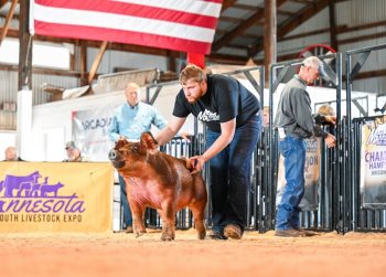 Jacob Welch showing at the MN Youth Livestock Expo.