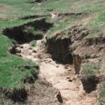 Erosion gully grass. Photo submitted