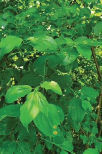 Buckthorn leaves are round, dark green, and finely serrated on the edge. Photo submitted