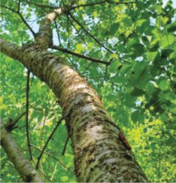 Buckthorn bark is dark grey to black and rough on older plants. Photo submitted