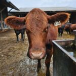 Feedlot producers need to update their registration at least once every four years. Photo submitted