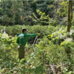 Technician treating knotweed along Maple Creek near Bear Paw Road. Photo submitted