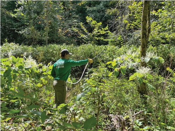Technician treating knotweed along Maple Creek near Bear Paw Road. Photo submitted
