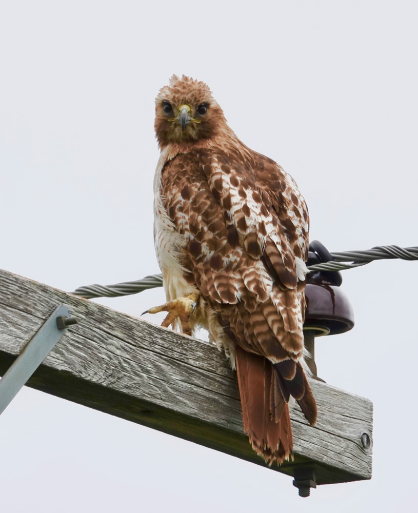 The red-tailed hawk is the most common hawk in the U.S. The red-tailed hawk’s average weight is 2 to 4 pounds. I typically see a pair of these hawks perched close together around Valentine’s Day. They usually maintain pair bonds until the death of a partner, and both incubate the eggs.
Photo by Al Batt