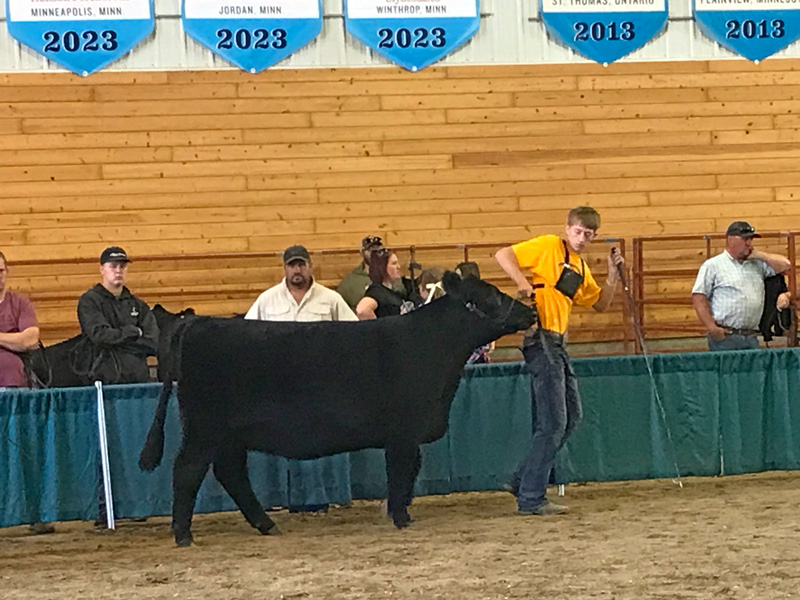 FFA member Nate Crouch showed his calf at the Minnesota State Fair. Photo submitted
