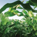 Food demand continues to rise, and it has become challenging for agricultural operations to keep up. Photo submitted