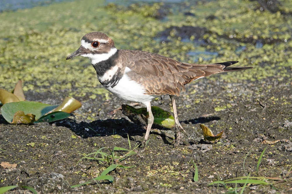 Killdeer are common and widespread shorebirds that inhabit open fields, golf courses, lawns, airports, gravel parking lots and the edges of wetlands. They scrape shallow nests in gravel parking lots where they aggressively scold humans who get too close to a nest. They use a broken wing act to lure threats away from the nests. Killdeer loudly proclaim their name: “Kill-deer! Kill-deer!”Photo by Al Batt