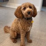 Charlie, a 1-year-old Cavapoo, works as the Preston Veterans Home’s facility dog. Charlie will be starting school soon to get certification as a therapy/service dog. Photo by Janette Dragvold