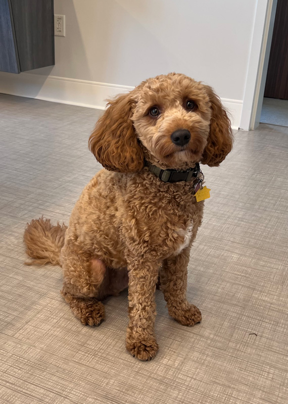 Charlie, a 1-year-old Cavapoo, works as the Preston Veterans Home’s facility dog. Charlie will be starting school soon to get certification as a therapy/service dog. Photo by Janette Dragvold