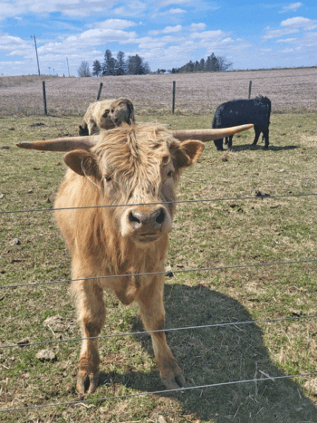 Johnny, the mini Highland. Photo by Hannah Wingert