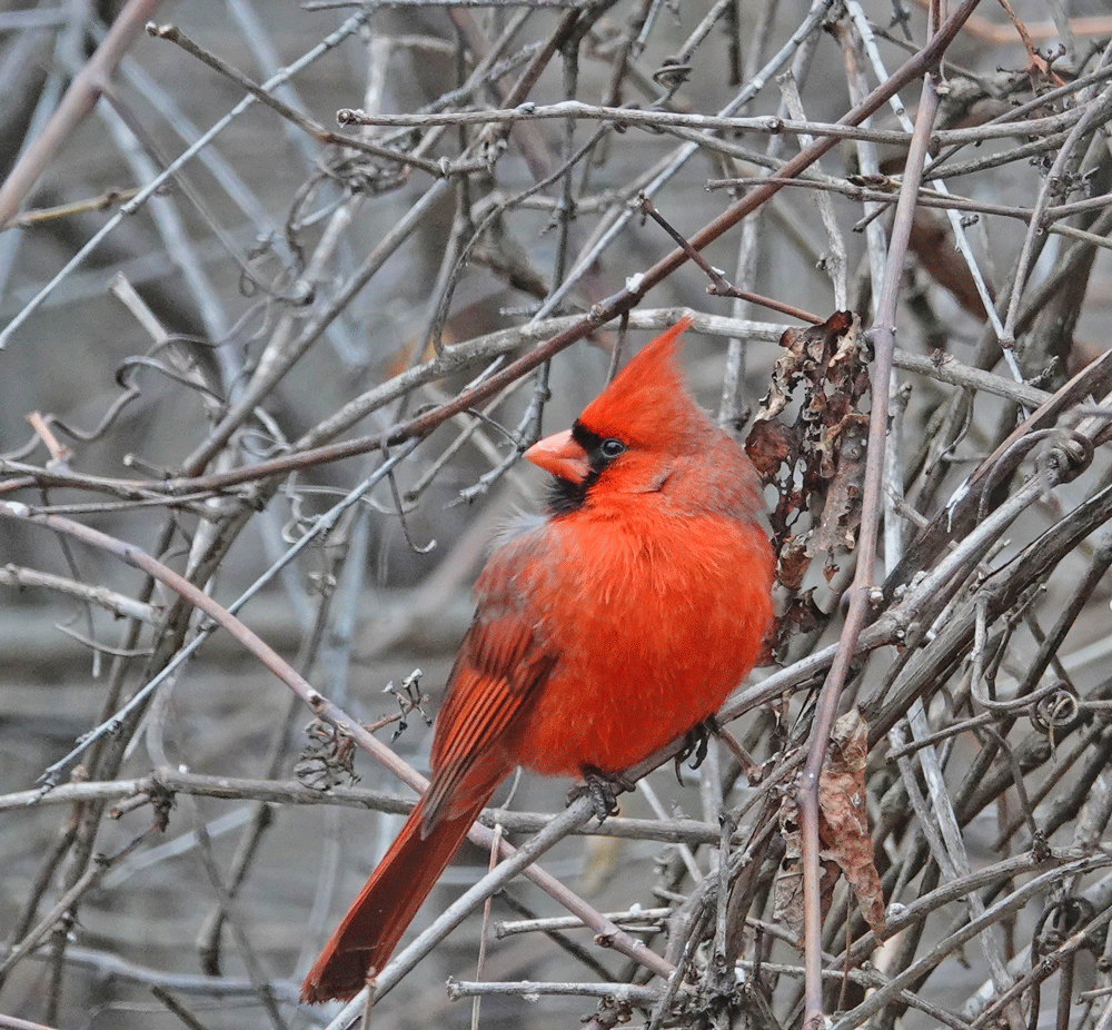 Seeing a cardinal is a glorious thing, but people interpret it as a sign of hope, joy, good luck, positivity, or a message of comfort from a late loved one. Others believe it signifies divine intervention or a blessing. Yet others see it as a symbol of strength, vitality, resilience, or new beginnings during challenging times. I’ve heard, “Cardinals appear when angels are near.” I hope this photo helps. Photo by Al Batt