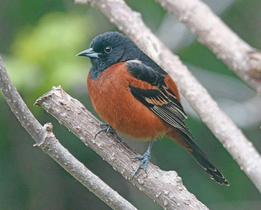 This male orchard oriole is smaller than a Baltimore oriole. It has a rich chestnut color, and the Baltimore oriole has a flame orange. The orchard oriole eats insects, nectar and fruit. Like the Baltimore oriole, it has a sweet beak and will visit orange and jelly feeders.Photo by Al Batt